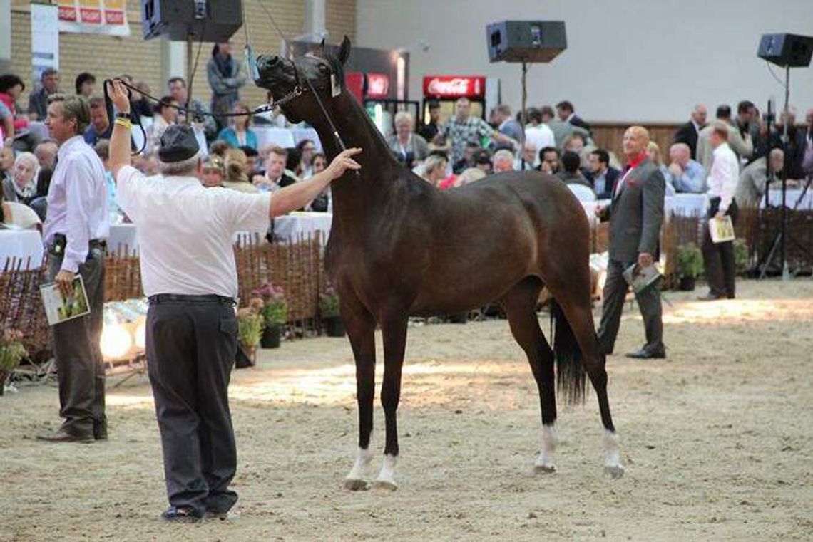 Prokuratura szuka niegospodarności w stadninie w Janowie Podlaskim
