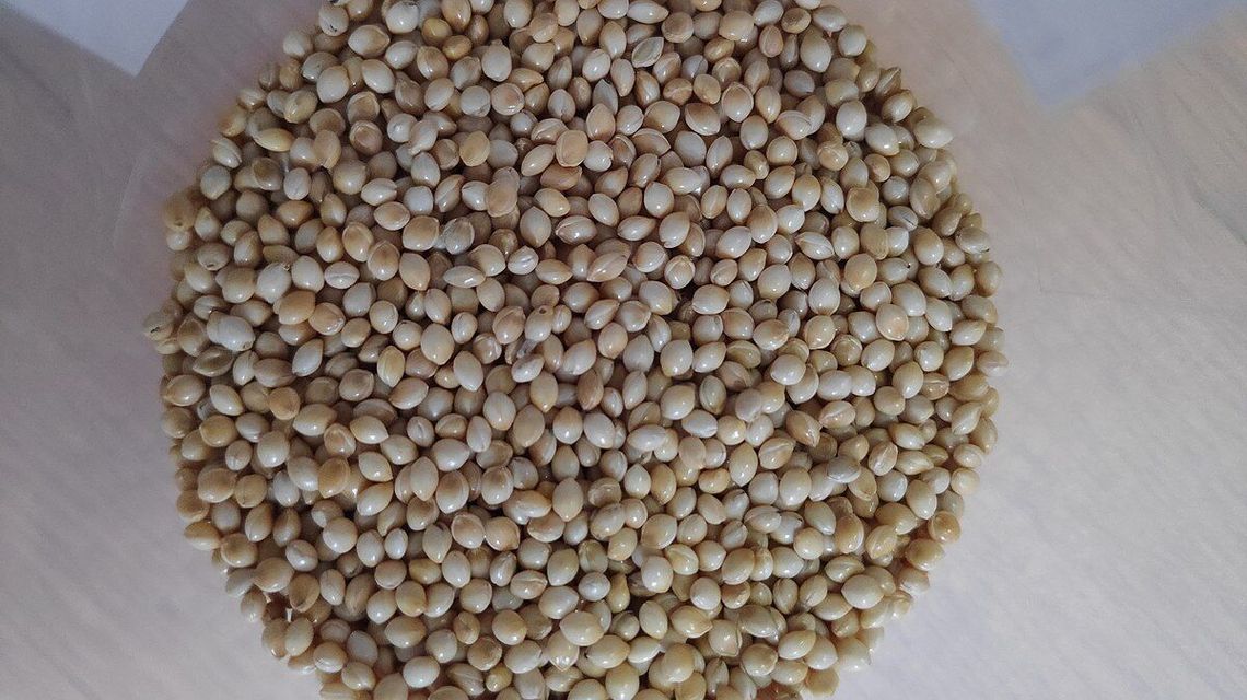 Proso z Ukrainy nie wjechało do Polski