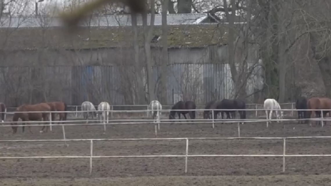 Protest pracowników stadniny w Janowie Podlaskim. Zapowiadają, że nie wpuszczą nowej prezes Protest pracowników stadniny w Janowie Podlaskim. Zapowiadają, że nie wpuszczą nowej prezes