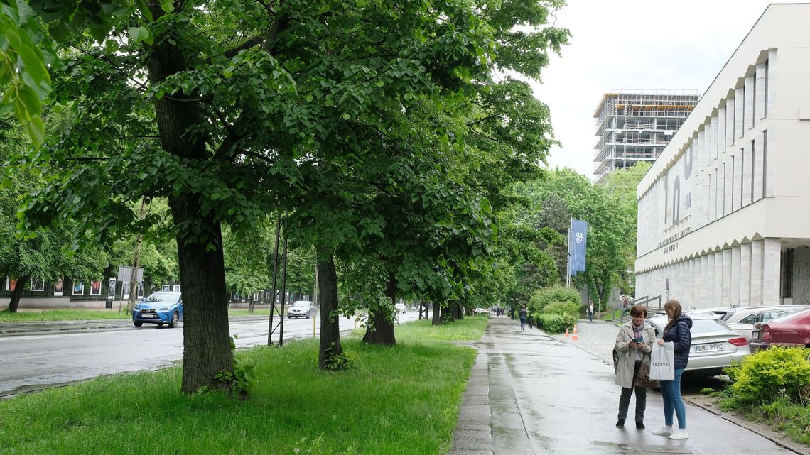 Protest przeciwko wycince drzew z Al. Racławickich w Lublinie. Wejdą na drzewa, bo chcą je ocalić