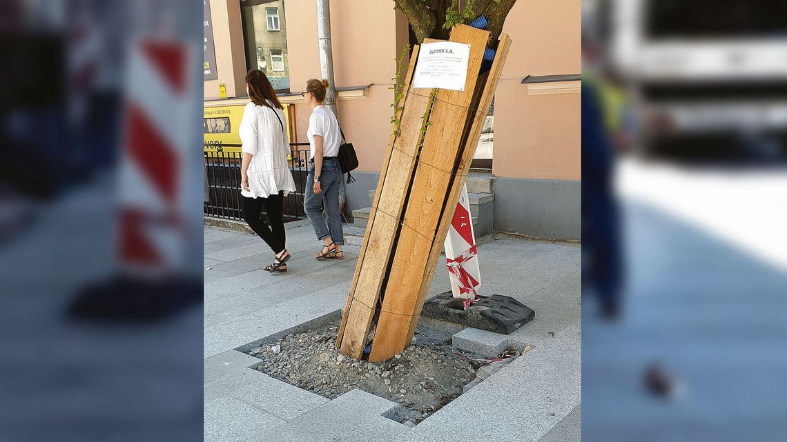 Przebudowa ul. 1 Maja w Lublinie. Mieszkaniec pyta, czy to drzewo przeżyje Przebudowa ul. 1 Maja w Lublinie. Mieszkaniec pyta, czy to drzewo przeżyje