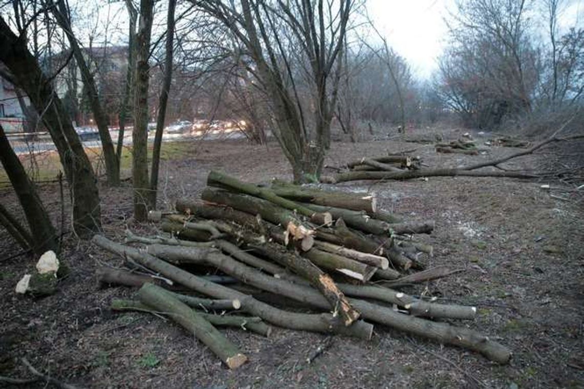 Przebudowa ważnego skrzyżowania. Ruszyła wycinka 1700 drzew