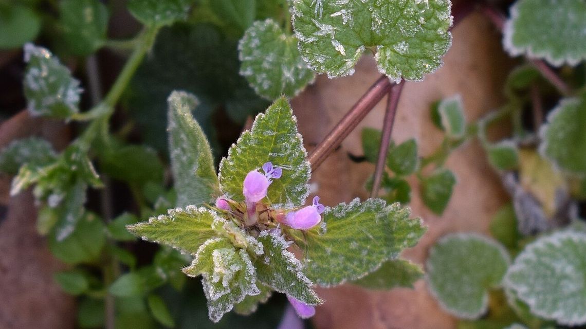 Przed nami kolejna zimna noc 