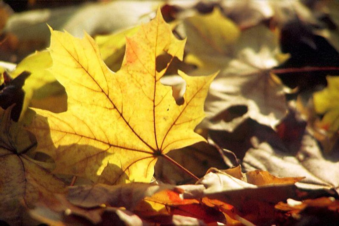 Przed nami złota jesień. W tym tygodniu nawet 23 stopnie