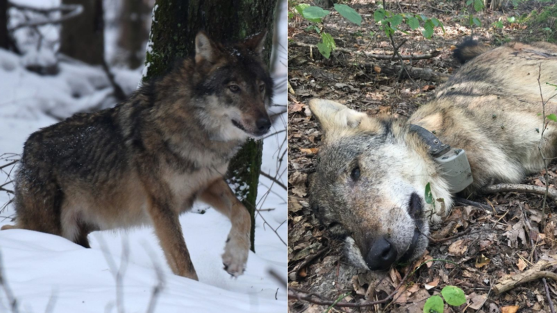 Przed sąd za zabicie sławnego Kosego z Roztoczańskiego Parku Narodowego Przed sąd za zabicie sławnego Kosego z Roztoczańskiego Parku Narodowego