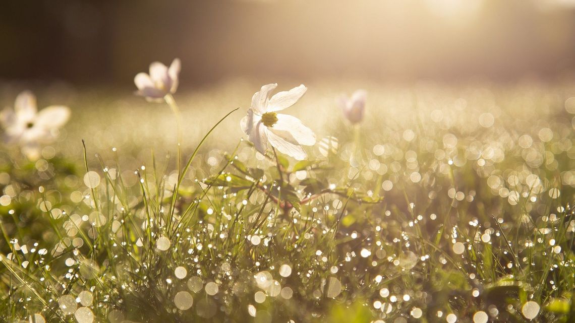 Przedwiośnie w pełni. Dużo słońca w najbliższych dniach, także na wschodzie Polski