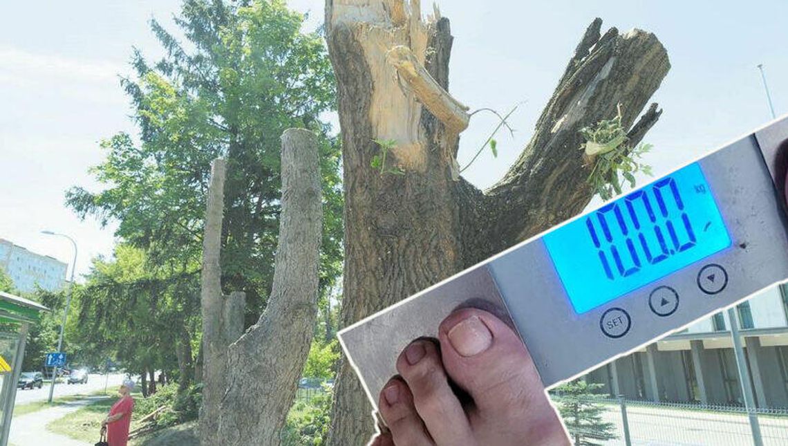 Przegląd tygodnia. 10 kg radnego mniej. Żeby tylko statykę zachował, bo go wytną Przegląd tygodnia. 10 kg radnego mniej. Żeby tylko statykę zachował, bo go wytną