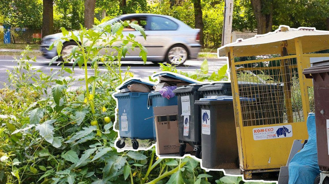 Przegląd tygodnia. Szybcy jak błyskawica, po owocach ich poznacie