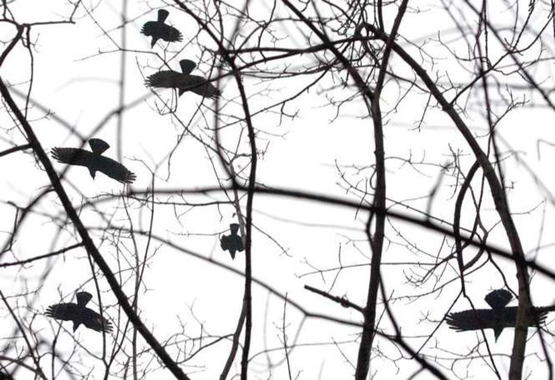 Przegonią gawrony. Ale dopiero latem