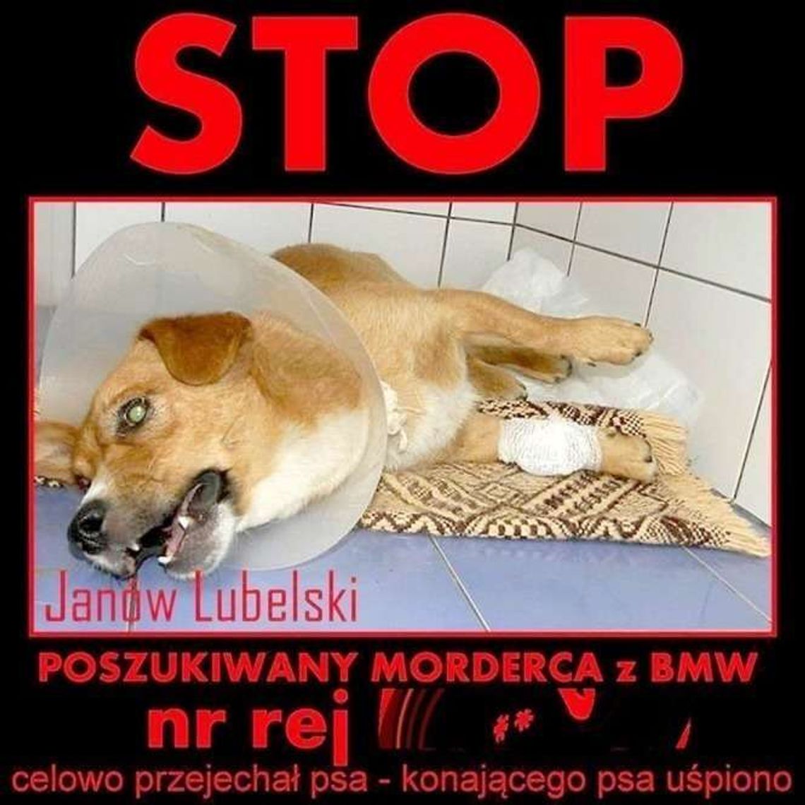 Przejechał psa, namierzyli go internauci. Rolnik czeka na wyrok 