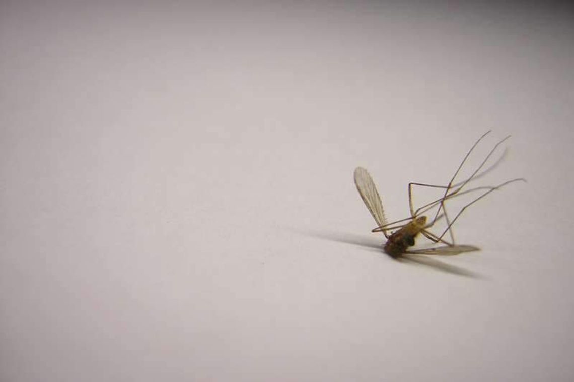 Przekomarzania w sprawie odkomarzania. Mieszkańcy chcą oprysków, urząd nie