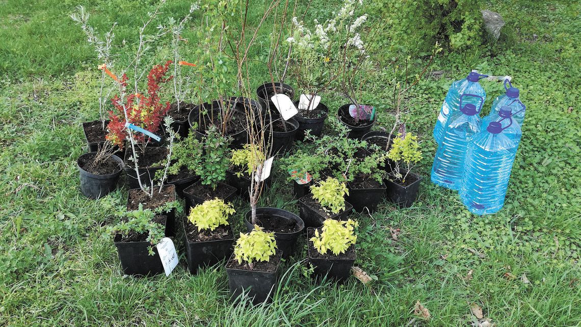 Przekonała sąsiadów. Będzie kwietna łąka zamiast klepiska Przekonała sąsiadów. Będzie kwietna łąka zamiast klepiska