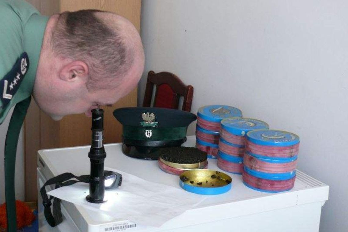 Przemycał 5 kg czarnego kawioru z ryb objętych ochroną Przemycał 5 kg czarnego kawioru z ryb objętych ochroną