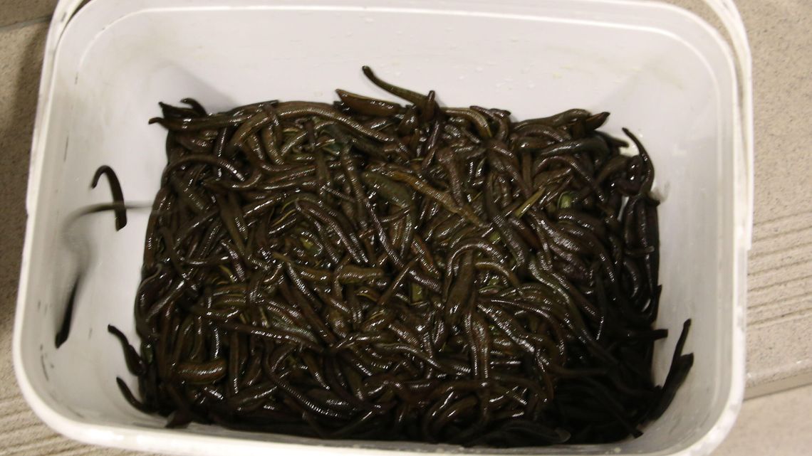 Przemycał przez granicę kilka tysięcy pijawek. Miały trafić do Warszawy