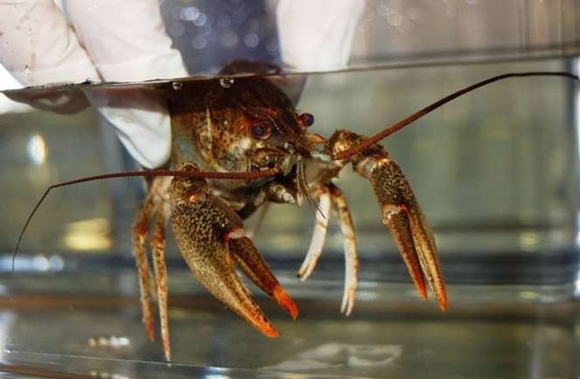 Przemycali raki w tekturowym pudle. Trafiły do zoo (zdjęcia, wideo) Przemycali raki w tekturowym pudle. Trafiły do zoo (zdjęcia, wideo)