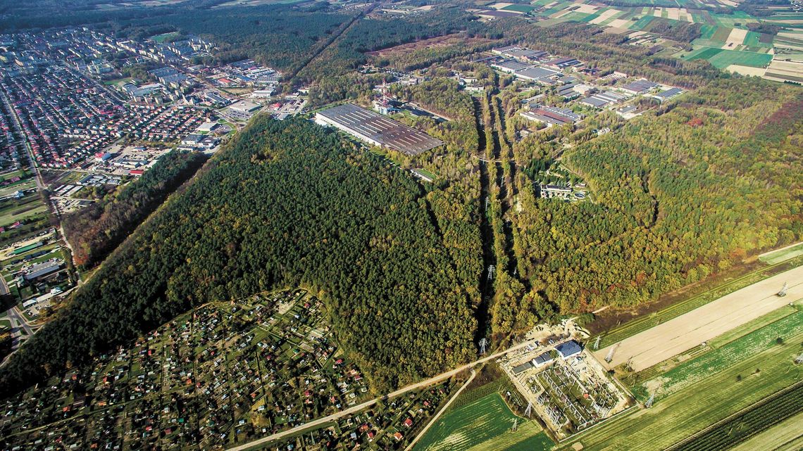 Przemysł w miejscu po wyciętych drzewach? Chodzi o ponad 50 hektarów lasu
