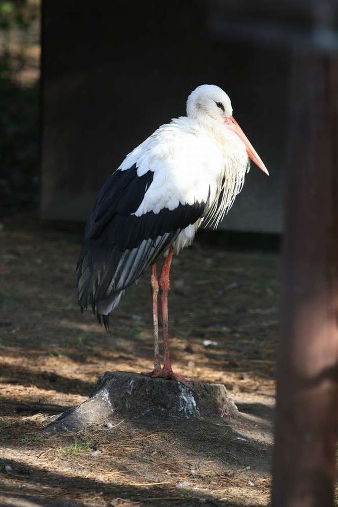 Przenosiny u bocianów. Ze starych dachów i niezabezpieczonych słupów