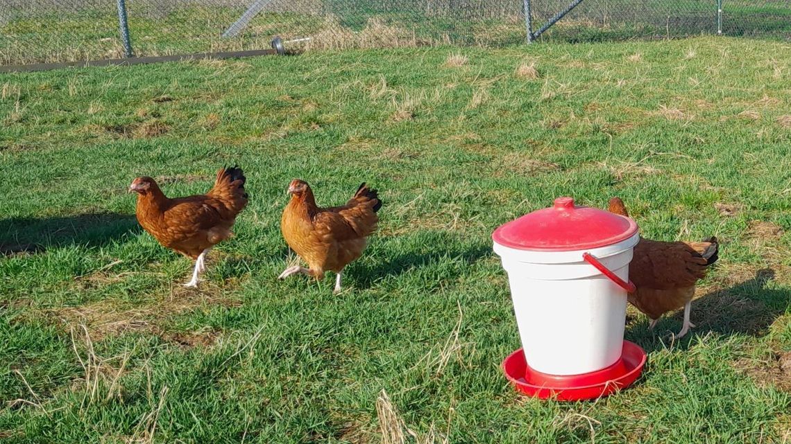 Przepiórki doskonałym uzupełnieniem przydomowego kurnika