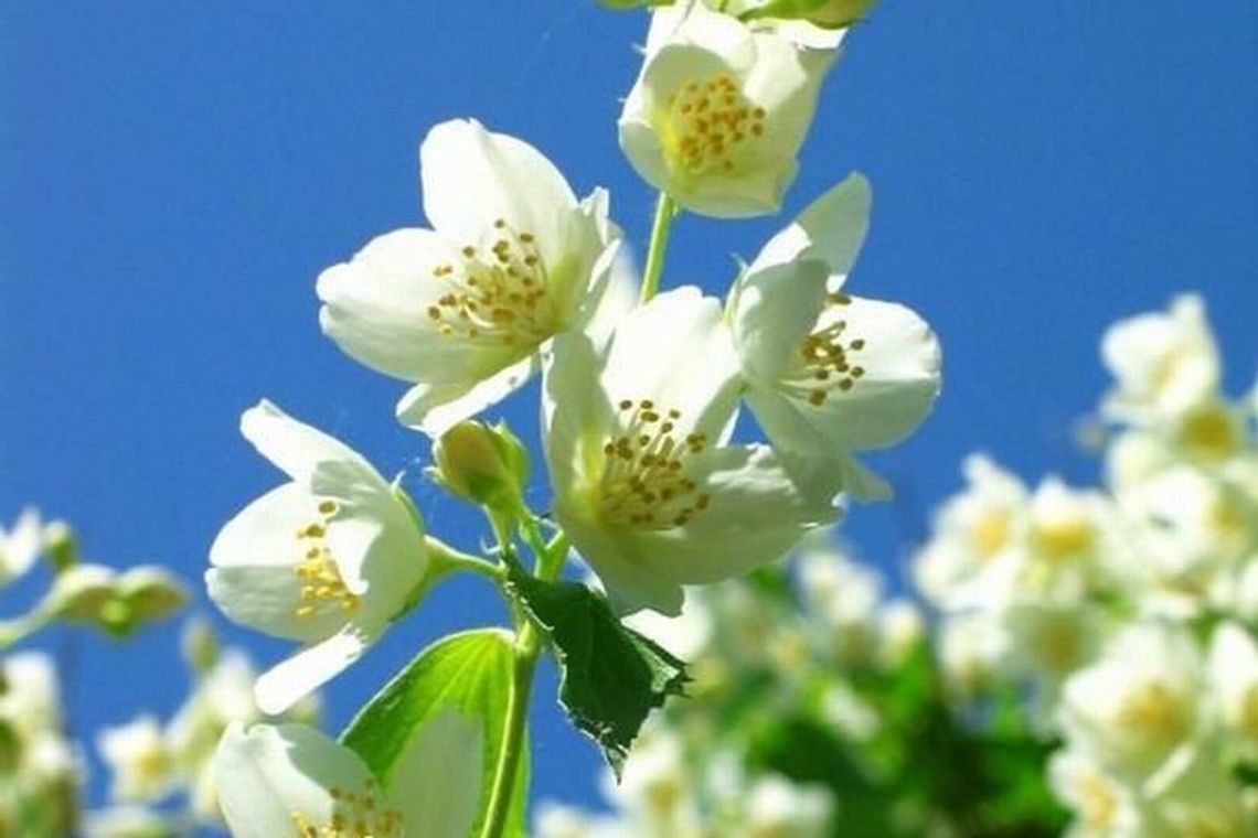 Przepis na nalewkę jaśminową