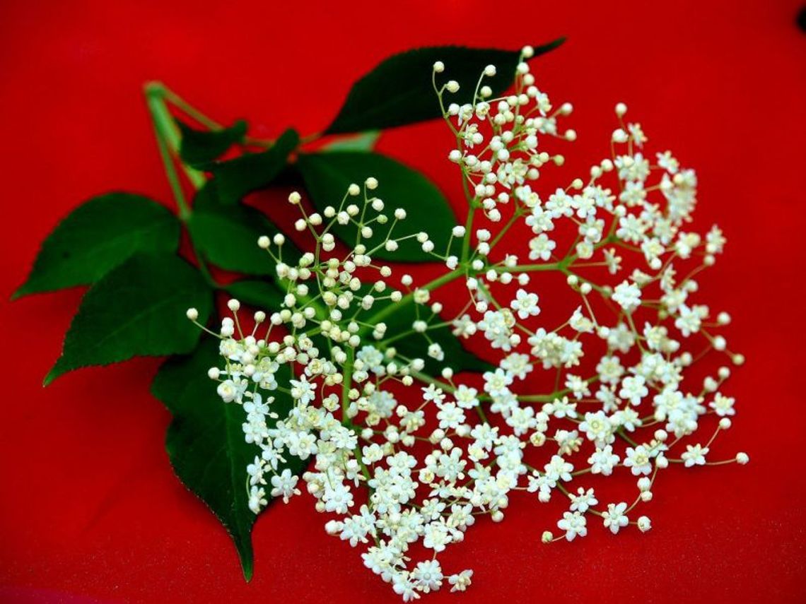 Przepisy na nalewki. Kwiat czarnego bzu