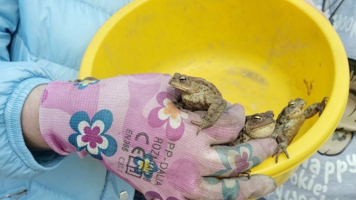 Przeprowadzka ropuch, czyli wielki skok małych płazów