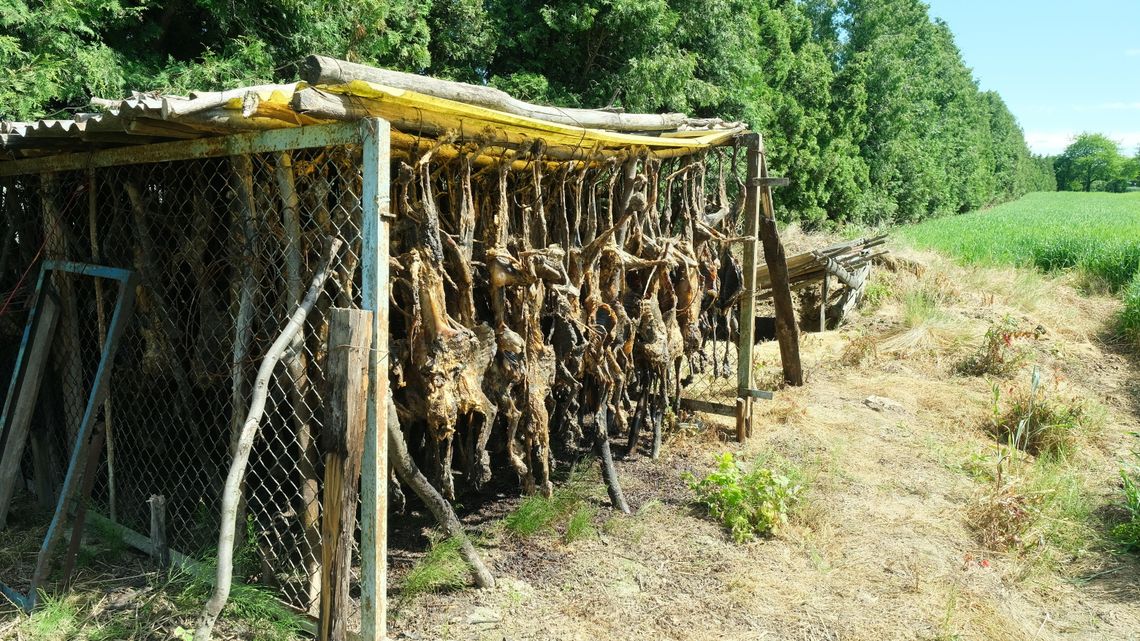 Przerażająca sprawa koło Lublina. Co z setkami lisich trucheł?