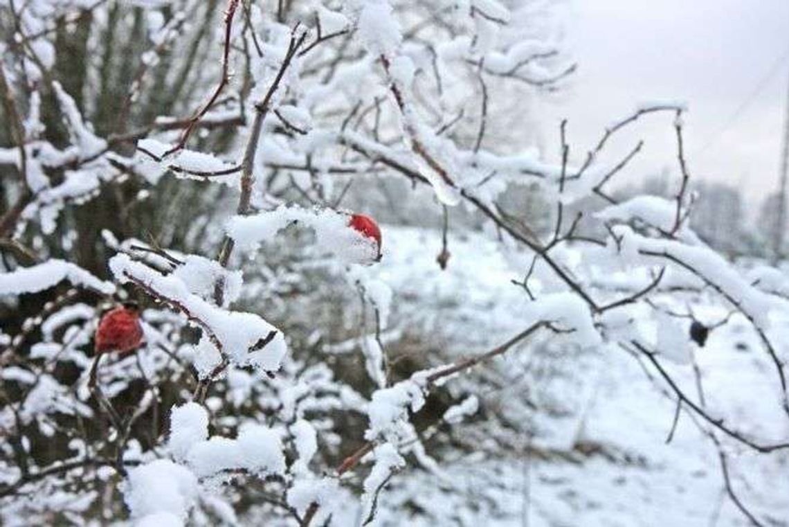 Przerwy w dostawach prądu po burzy śnieżnej. Pogoda na poniedziałek Przerwy w dostawach prądu po burzy śnieżnej. Pogoda na poniedziałek
