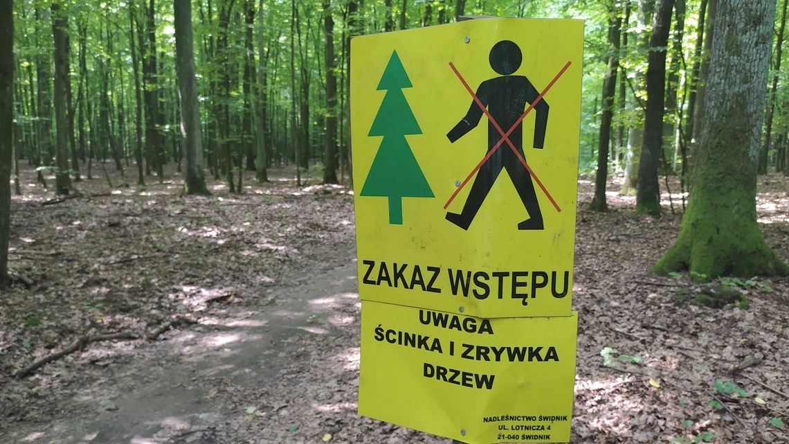 Przerzedzają Stary Gaj, do wycięcia setki drzew. "Nie są to piękne okazy" [zdjęcia]