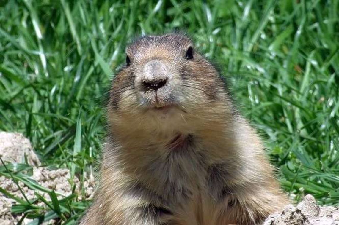 Przesiedlą 120 susłów perełkowanych z rezerwatu. Trafią nad Huczwę