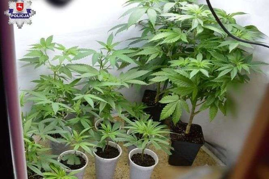Przeszukali mieszkanie 34-latka. Znaleźli konopie i marihuanę