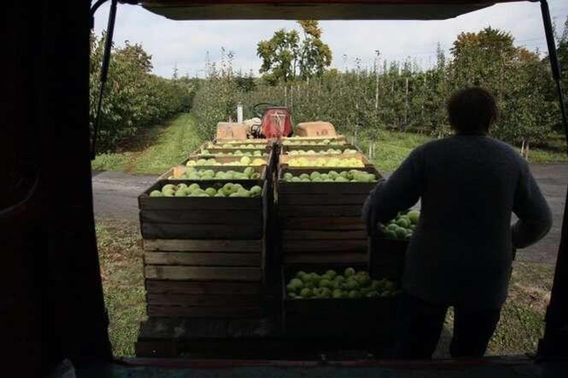Przez 500+ brakuje chętnych do pracy? "Sytuację ratują Ukraińcy"