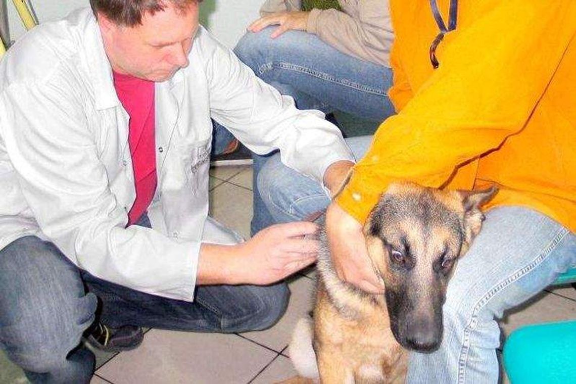 Przez ciepłą zimę mamy wysyp kleszczy. Atakują ludzi i zwierzęta Przez ciepłą zimę mamy wysyp kleszczy. Atakują ludzi i zwierzęta