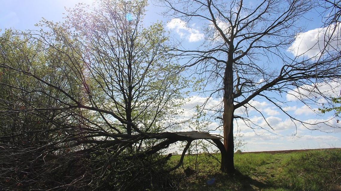 Przez drzewo został kaleką. 2 miliony odszkodowania od powiatu