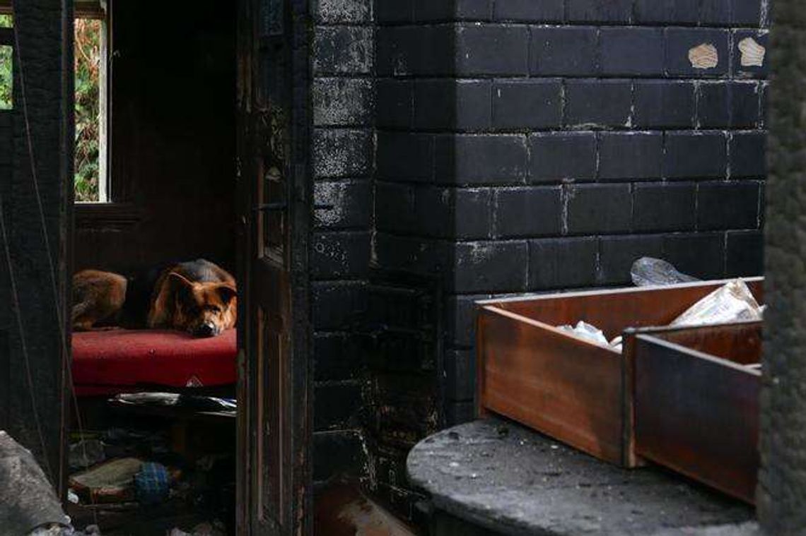 Przez dwa tygodnie psy w pogorzelisku czekały na właścicielkę. Kobieta zginęła w pożarze Przez dwa tygodnie psy w pogorzelisku czekały na właścicielkę. Kobieta zginęła w pożarze