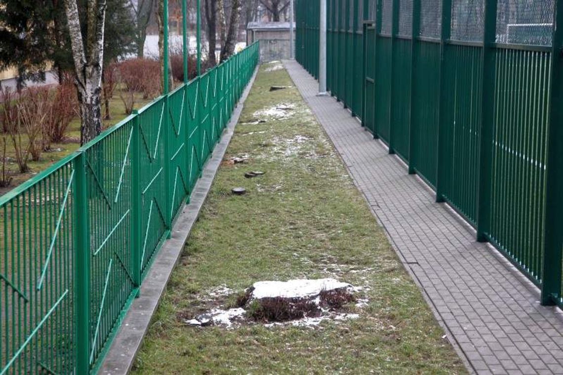 Przez rok miasto zgodziło się na wycięcie 4652 drzew w Lublinie Przez rok miasto zgodziło się na wycięcie 4652 drzew w Lublinie