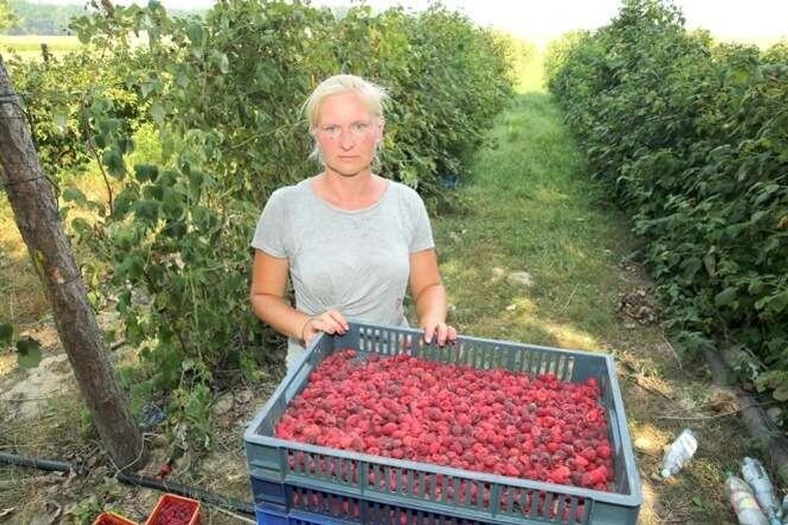 Przez upały malin jak na lekarstwo. Plantatorzy liczą straty 
