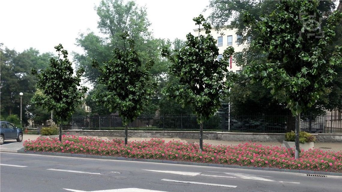 Przy Krakowskim Przedmieściu będzie więcej zieleni. Miasto dementuje informację o rezygnacji