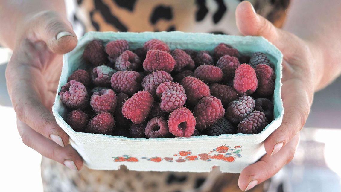 Przy plantacji stoi waga. Kilogram wiśni tylko za złotówkę, ale trzeba sobie samemu zerwać Przy plantacji stoi waga. Kilogram wiśni tylko za złotówkę, ale trzeba sobie samemu zerwać