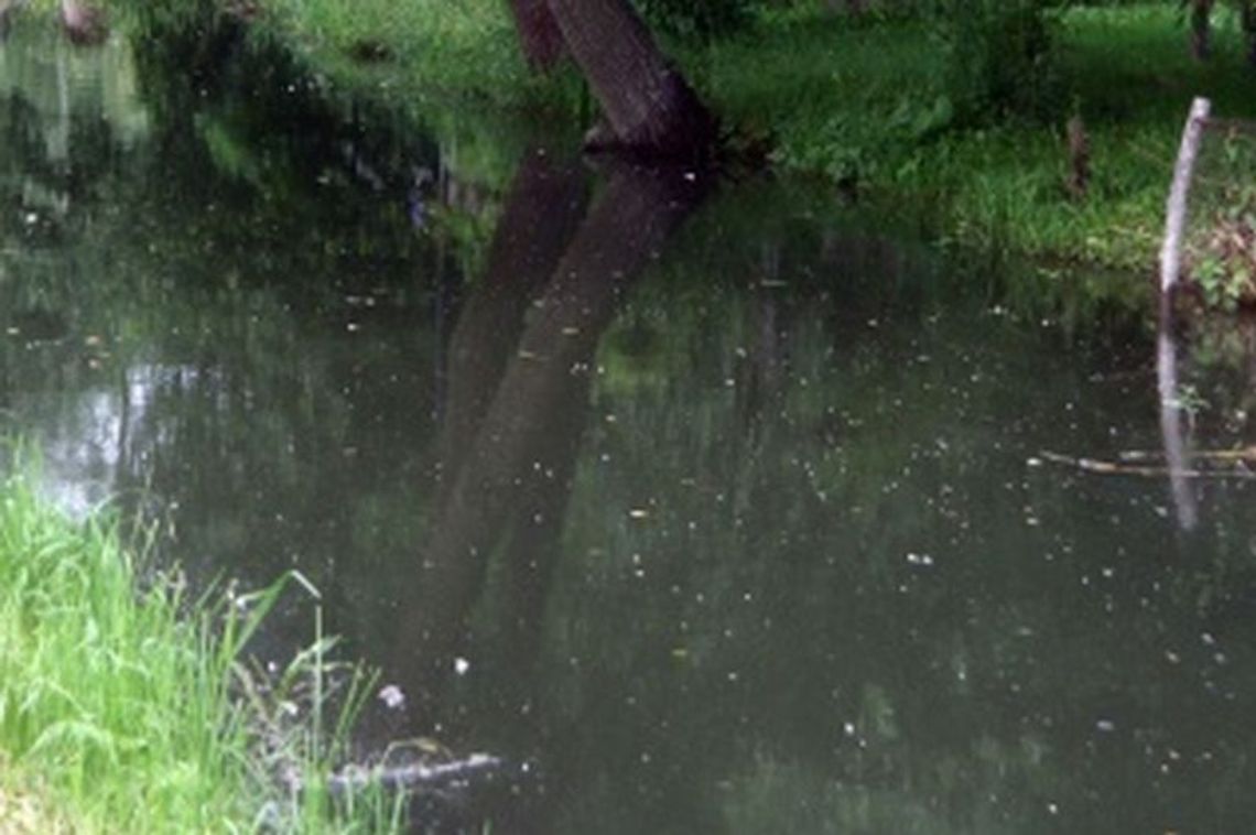 Przybierają rzeki na Lubelszczyźnie. Krzna przekroczyła stan alarmowy