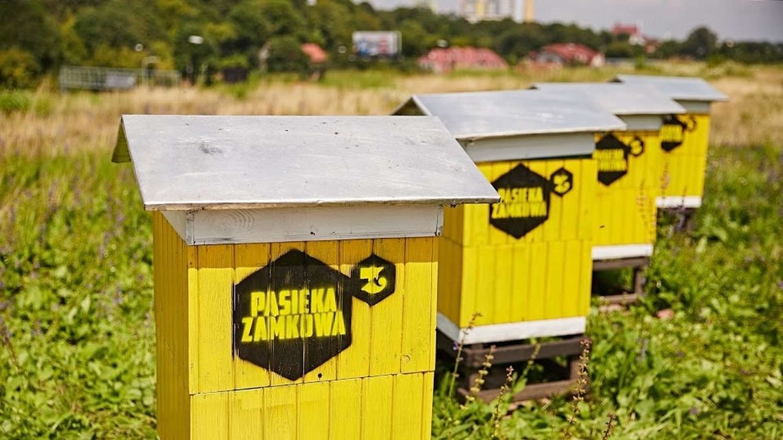 Przybywa uli w mieście. "Tu nie ma pestycydów, a na wsiach pryskają bez opamiętania" Przybywa uli w mieście. "Tu nie ma pestycydów, a na wsiach pryskają bez opamiętania"