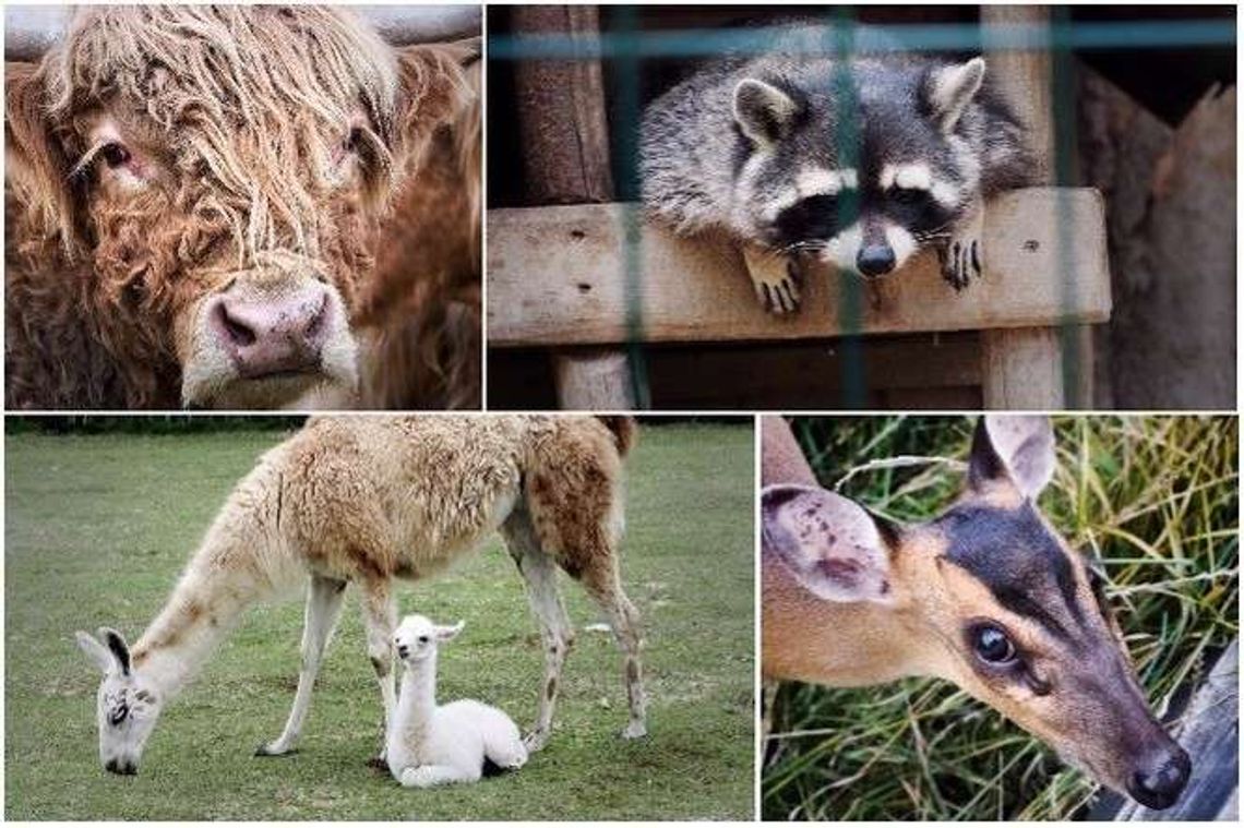 Przybywa zwierząt w mini zoo koło Lublina. Urodziła się m.in. lama i kangur [zdjęcia]