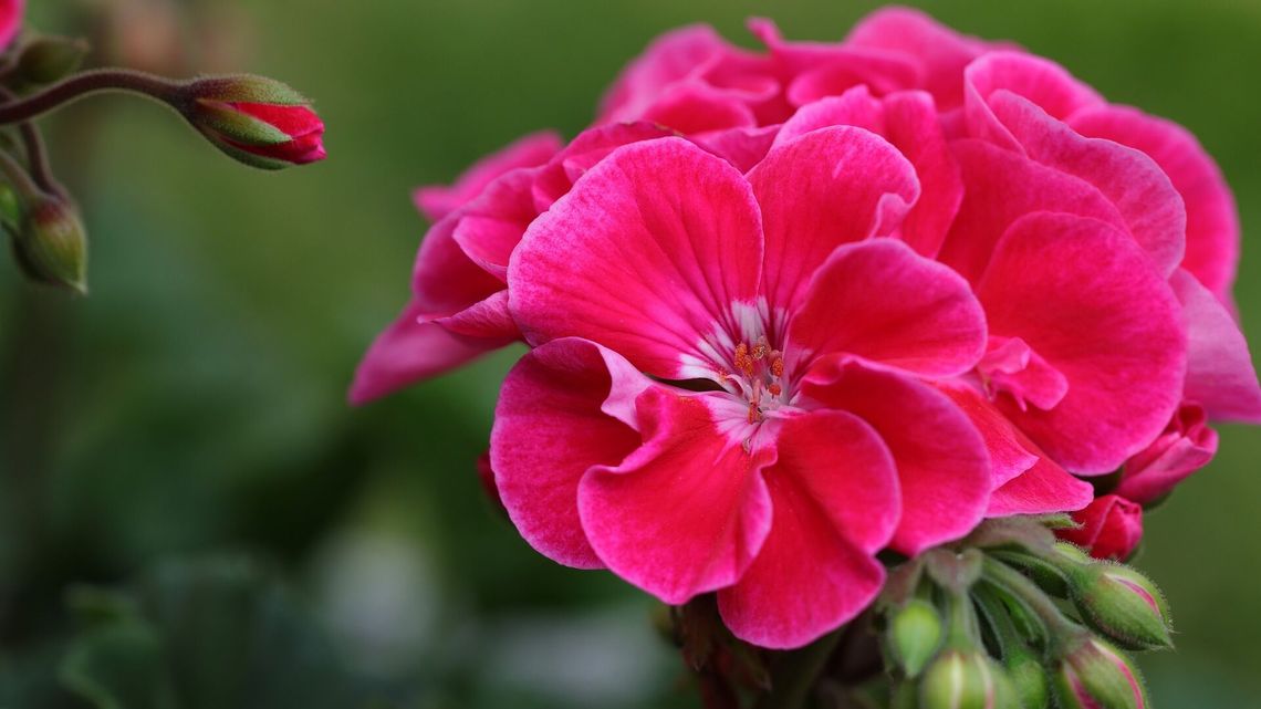 Przychodzisz z plastikiem, wracasz z kwiatkiem. Taka akcja w galerii handlowej