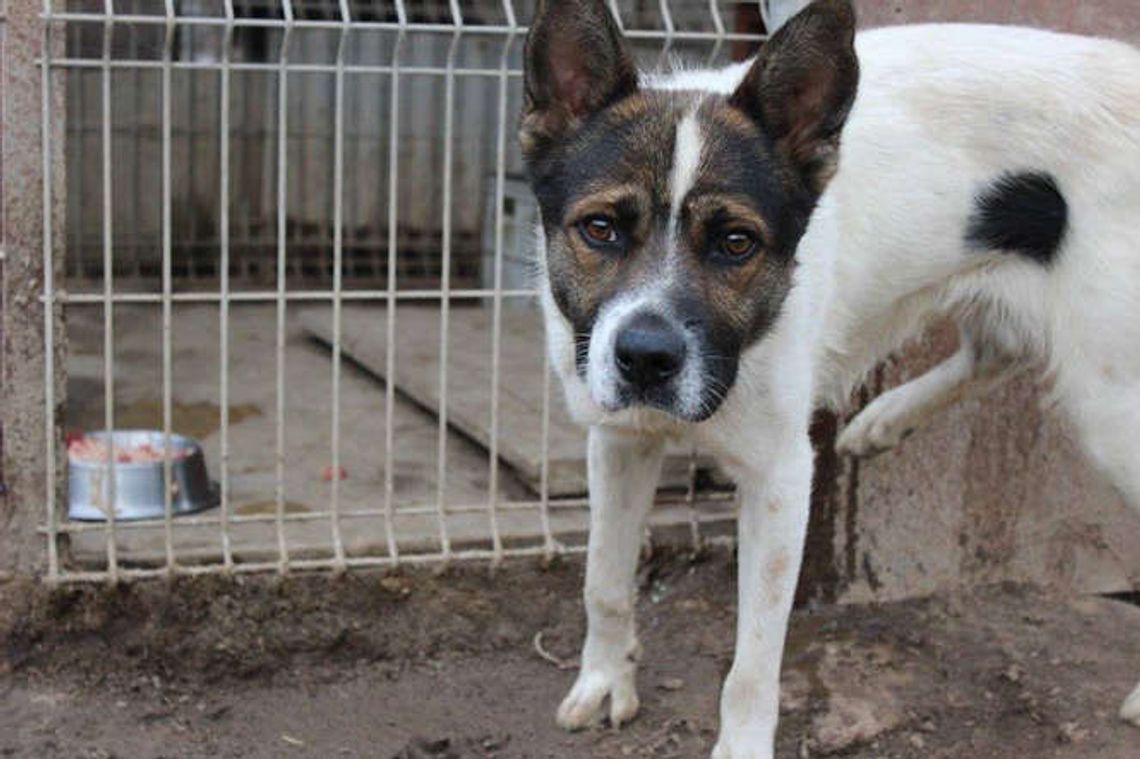 Przygarnij czworonoga. Psy z Krzesimowa czekają na nowy dom [zdjęcia]