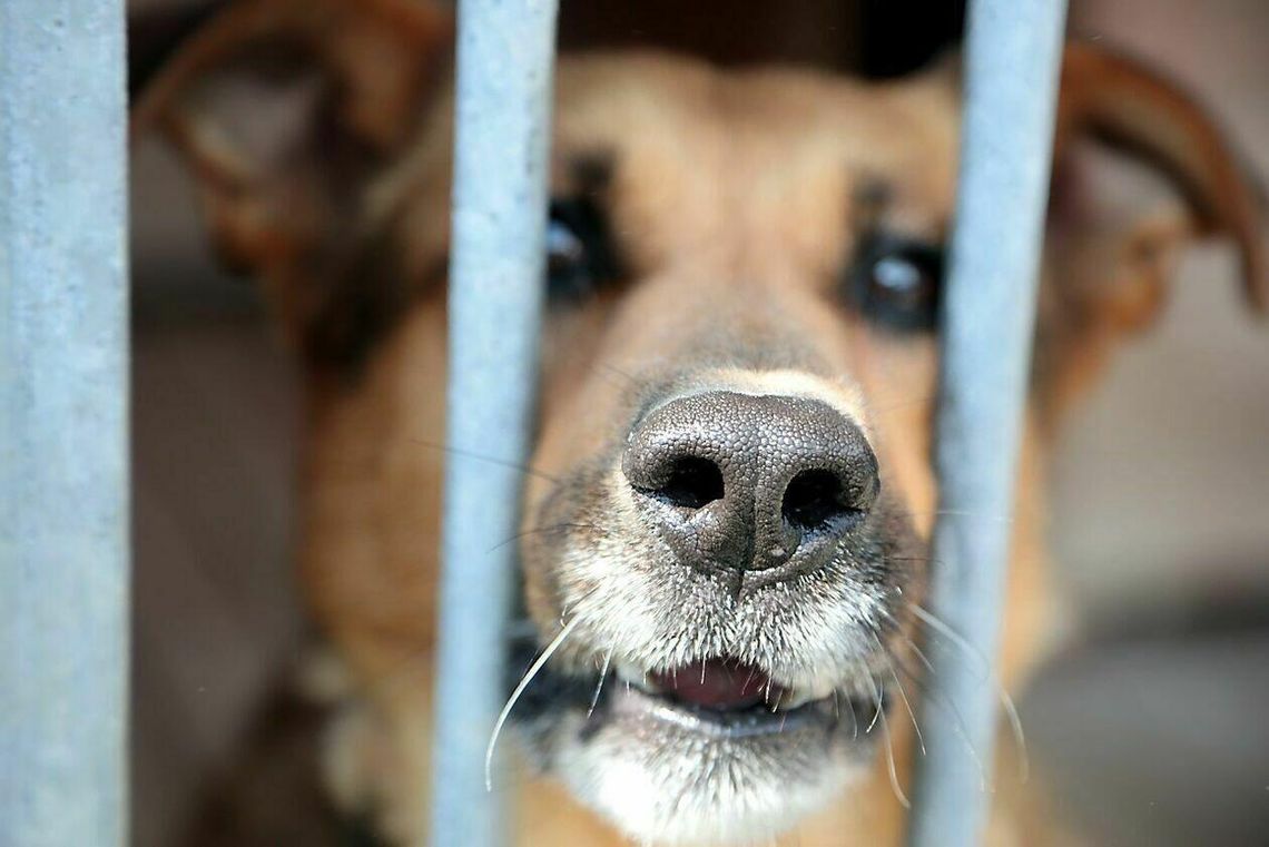 Przyjaciel czy tylko zwierzę? Lubelskie schronisko zaprasza na dzień otwarty