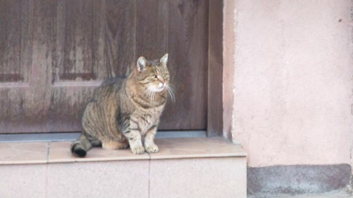 Przyjazne spacery weekendowe po Kośminku