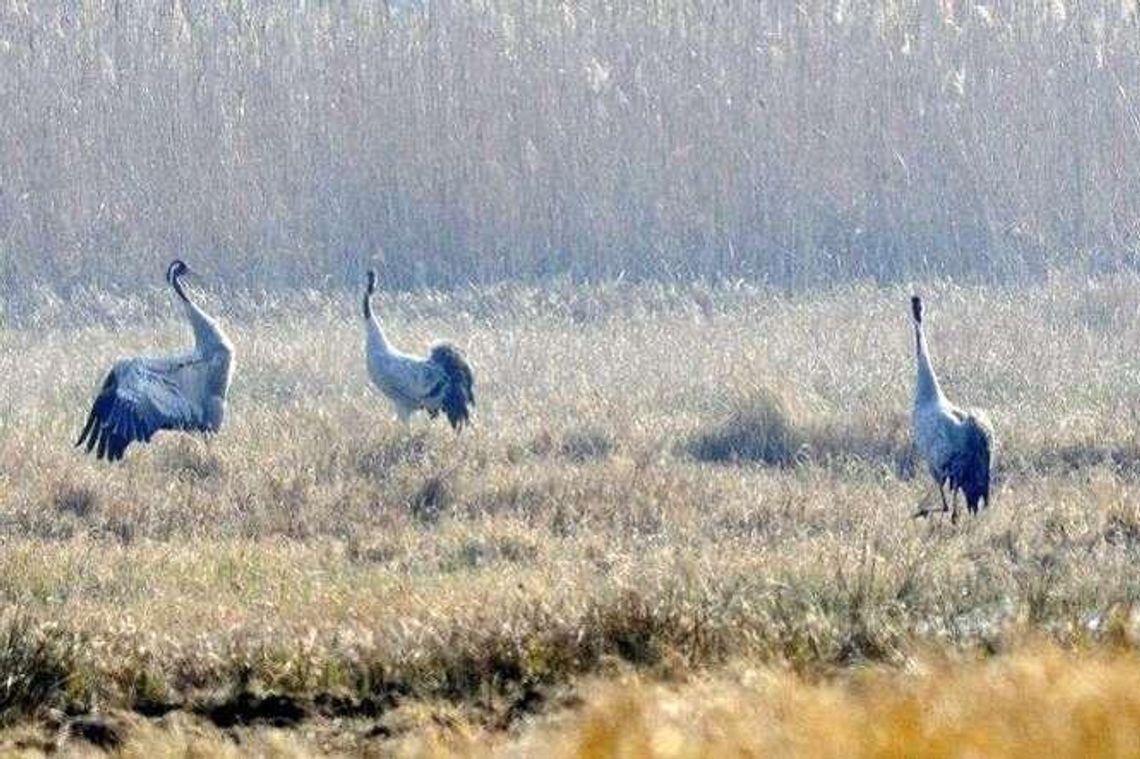 Przyleciały żurawie – jaskółki wiosny