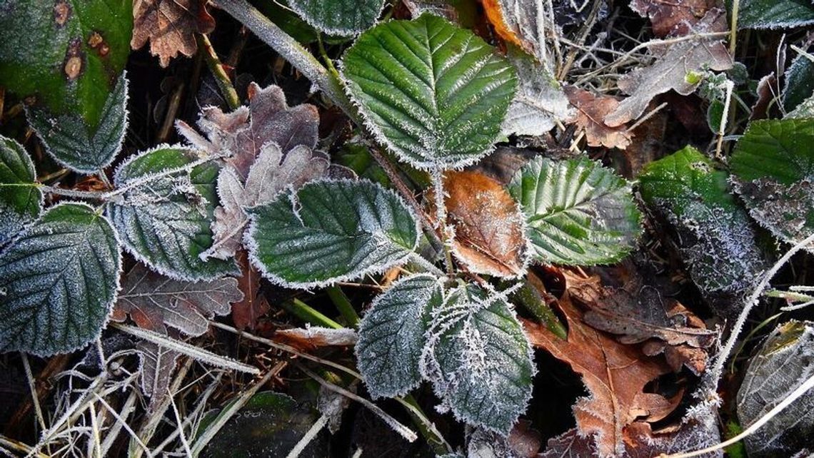 Przymrozki nie odpuszczają. Będą straty w uprawach owoców 