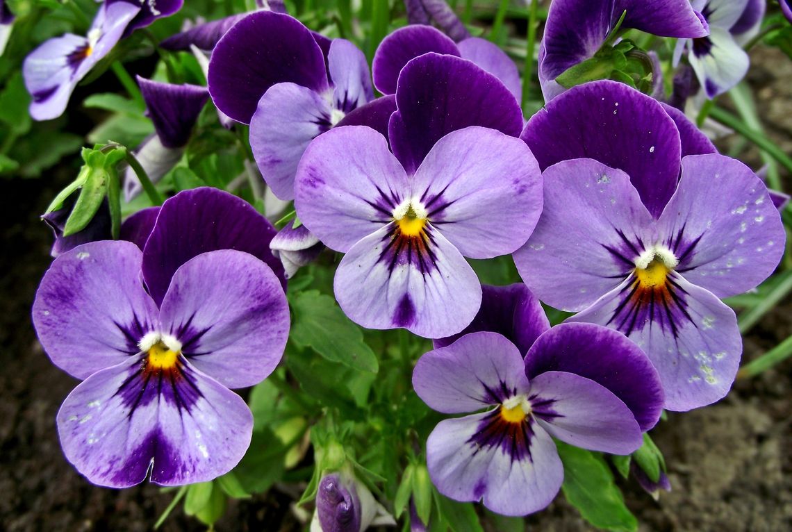 Przynieś elektrogratki. Dostaniesz wiosenne bratki