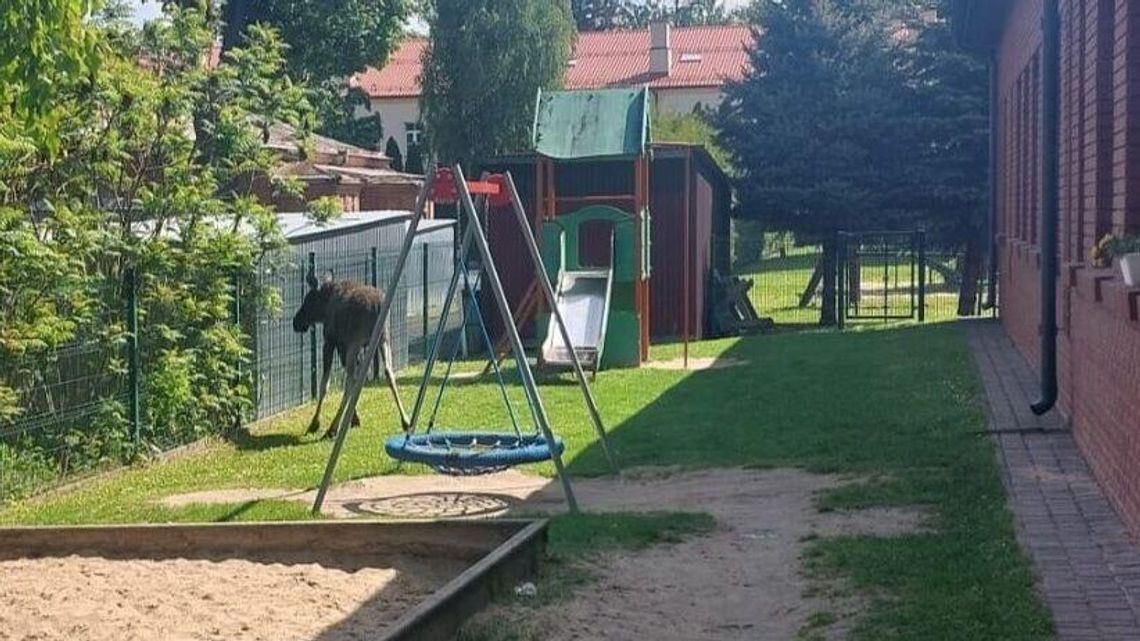 Przyszedł łoś do przedszkola. Interweniowały służby
