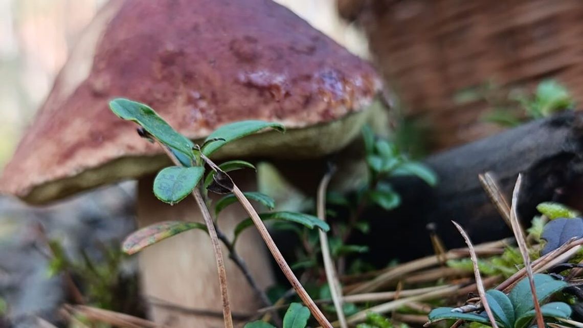 Przyszła jesień, pojawiły się grzyby. Mamy na to dowody!